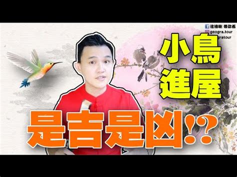 麻雀飛進家裡號碼|麻雀誤闖辦公室是吉兆？單位是不是要「火」？